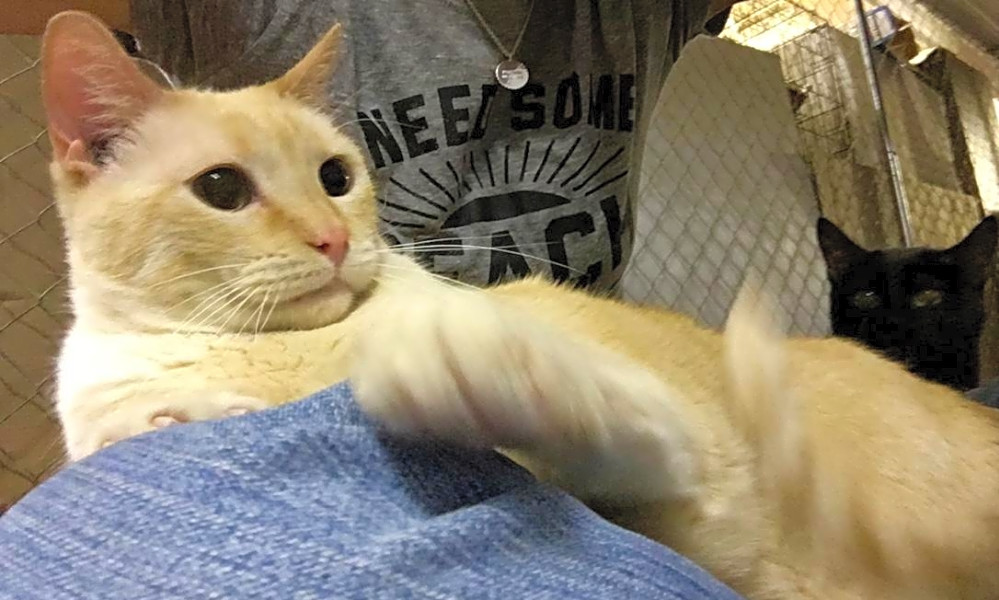 7 Cool Kitties To Adopt Now In Kansas City Hoodline