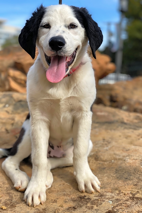 Looking To Adopt A Pet Here Are 6 Precious Puppies Ready For Homes Now In Dallas Hoodline