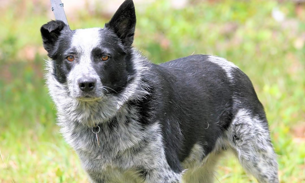 akita cattle dog mix