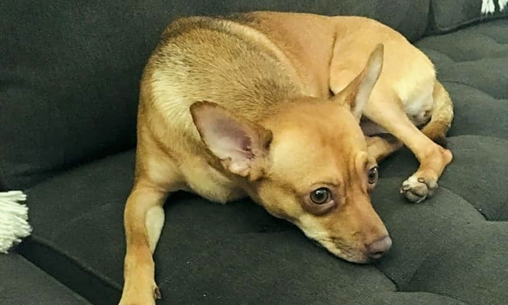 Hound and chihuahua mix store