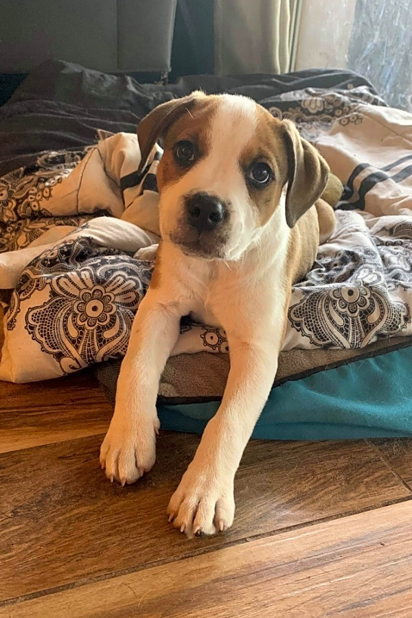 boxer and terrier mix