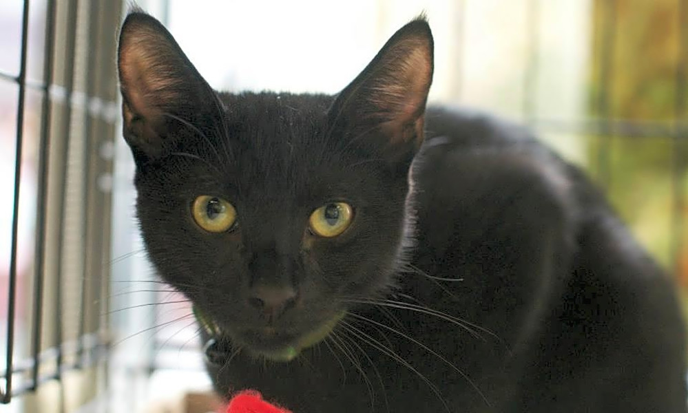 These New York City Based Kittens Are Up For Adoption And In Need