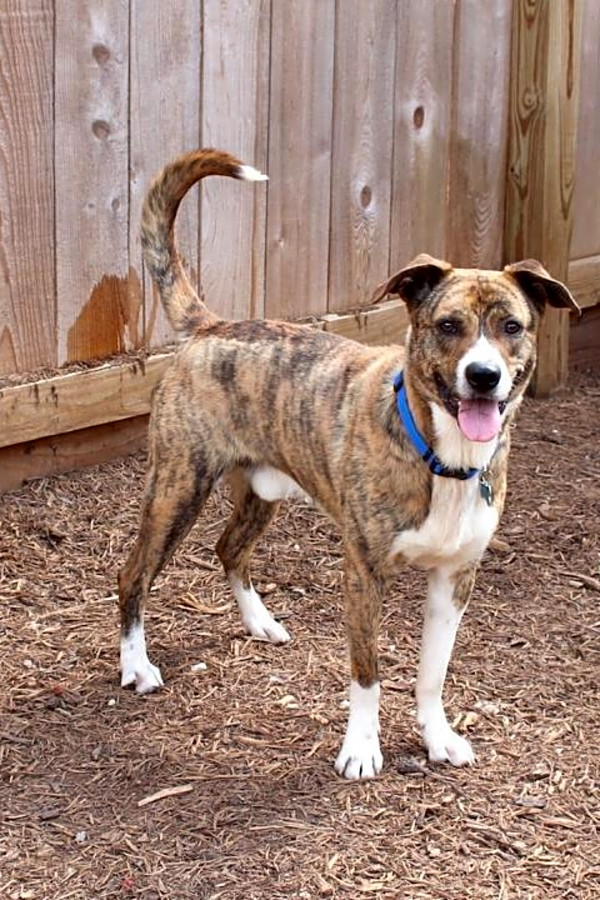 catahoula leopard dog and australian shepherd mix