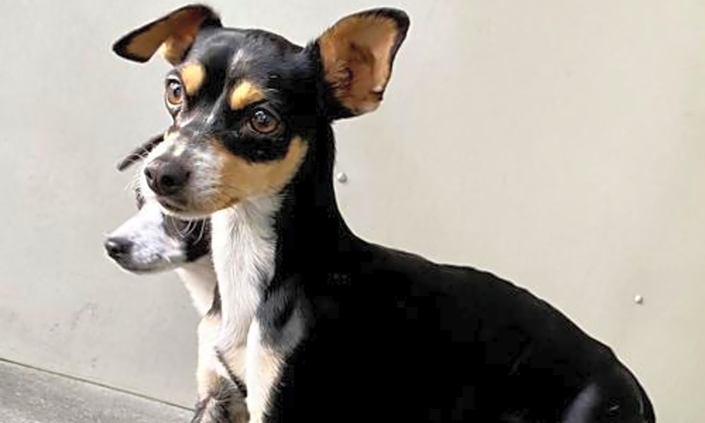 chihuahua dog mixed with terrier