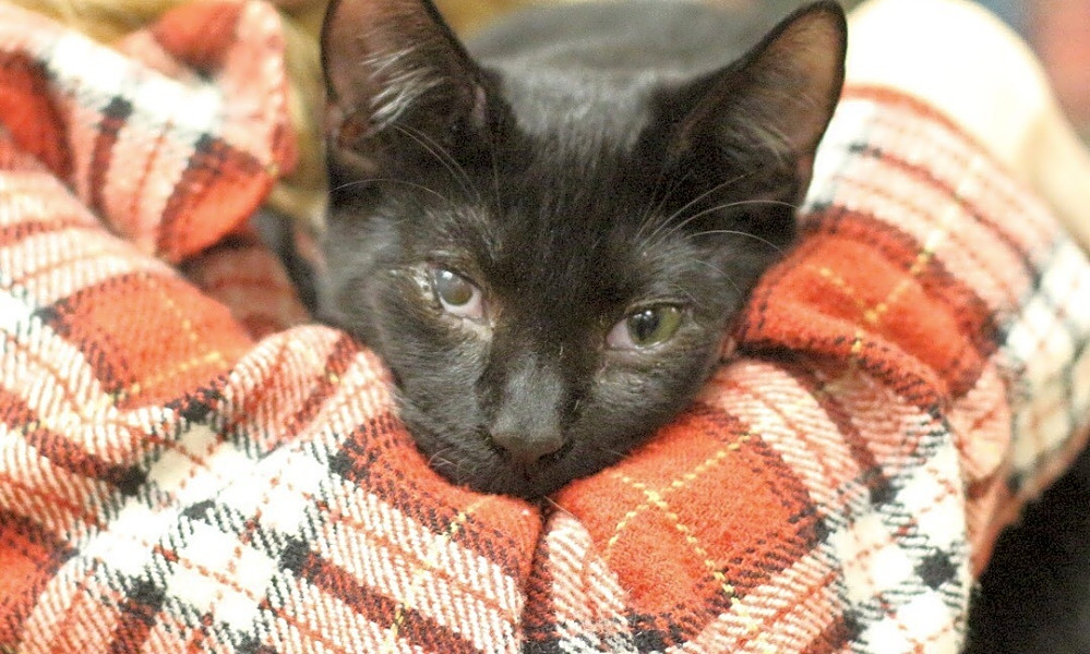 These New York City Based Kittens Are Up For Adoption And In Need