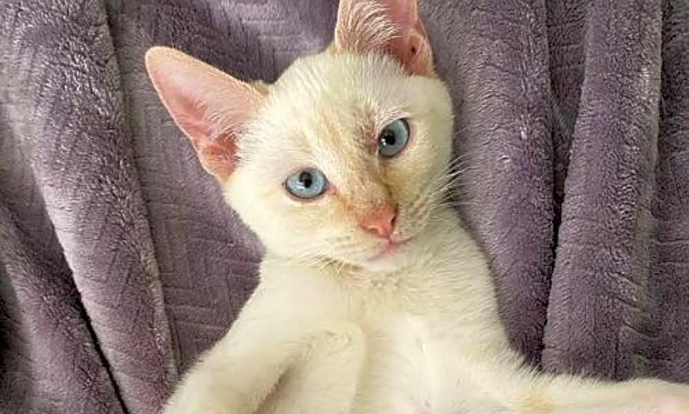 These Atlanta Based Kittens Are Up For Adoption And In Need Of A