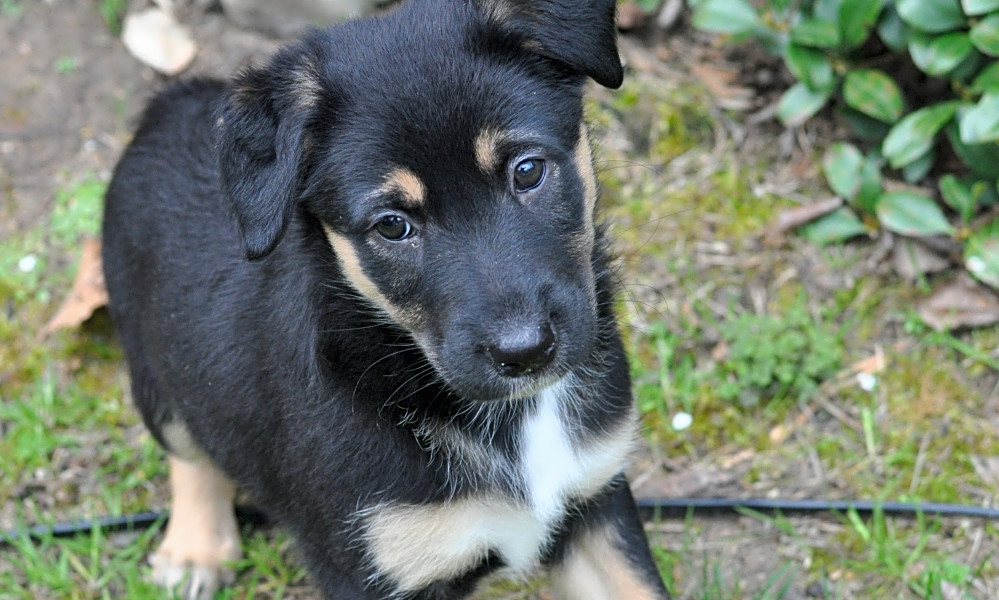 These Atlanta-based puppies are up for adoption and in ...