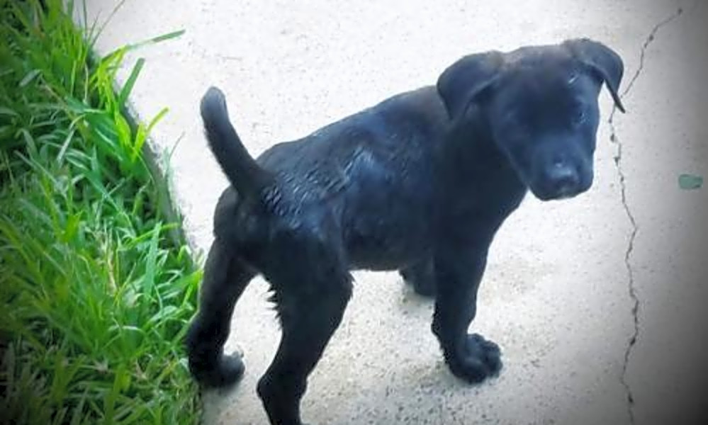 Want To Adopt A Pet Here Are 5 Perfect Pups To Adopt Now In Houston