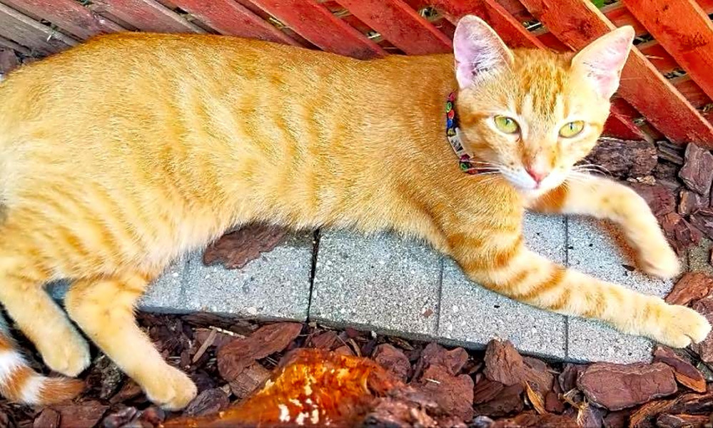 Looking To Adopt A Pet Here Are 7 Cool Kitties To Adopt Now In Indianapolis Hoodline