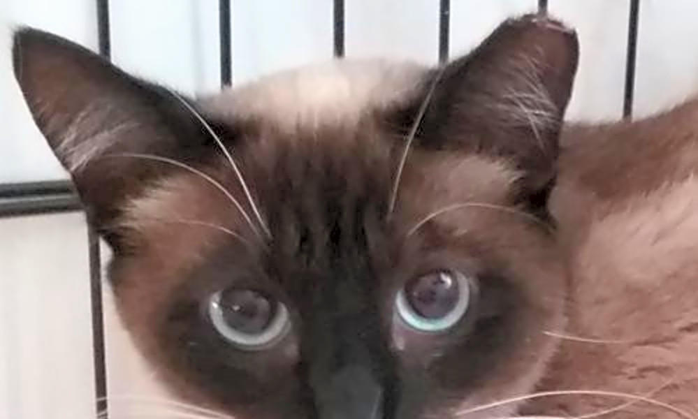 These San Jose Based Kitties Are Up For Adoption And In Need Of A