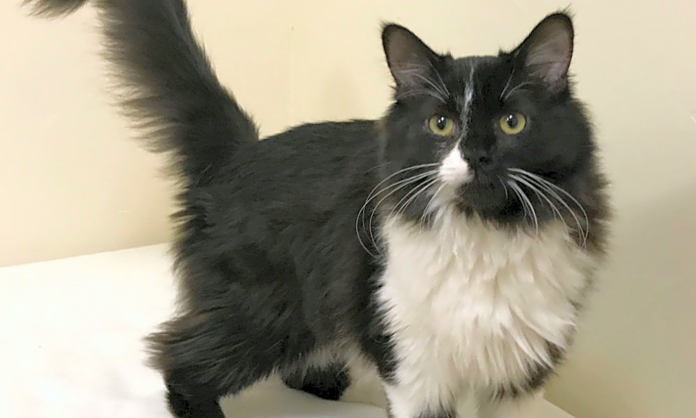 These Colorado Springs Based Felines Are Up For Adoption And In