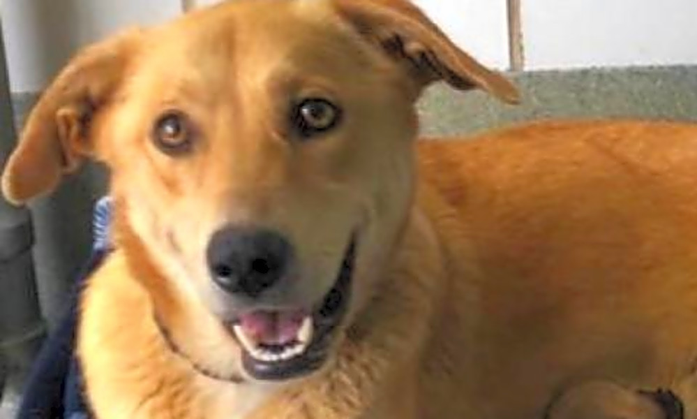 7 Lovable Pups To Adopt Now In San Antonio