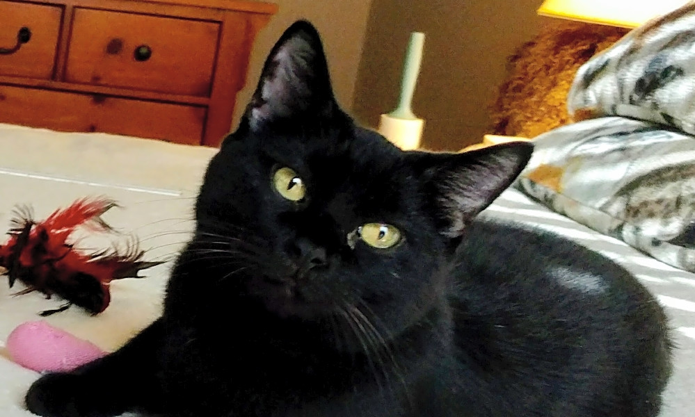 7 Cute Cats Ready To Adopt Now In Fort Worth Hoodline