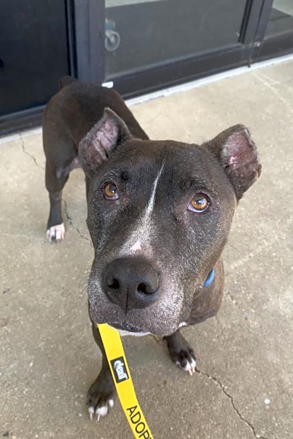 5 Delightful Doggies To Adopt Now In Washington
