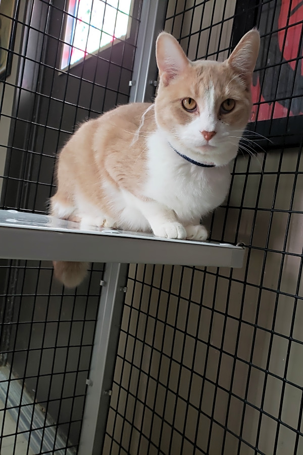 These Stockton Based Felines Are Up For Adoption And In Need Of A