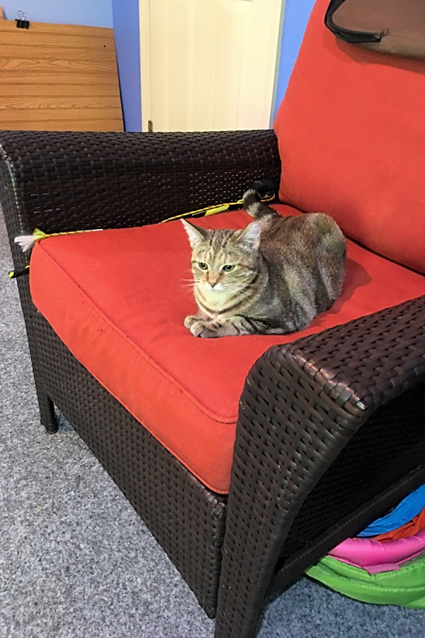 7 Furry Felines To Adopt Now In Cincinnati Hoodline