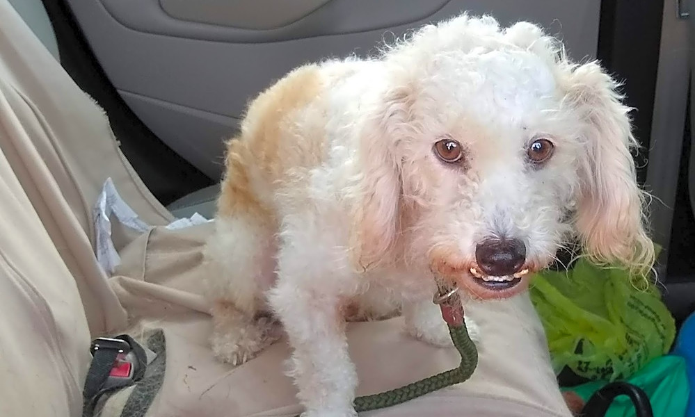 5 Lovable Pups To Adopt Now In Atlanta Hoodline