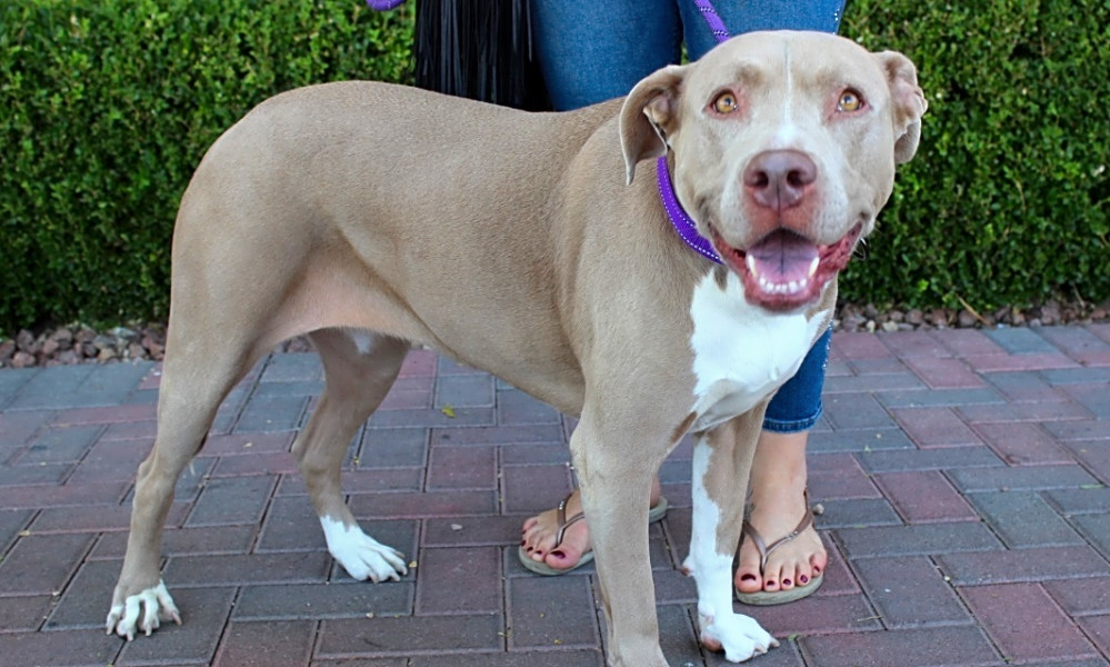 these las vegas based dogs are up for
