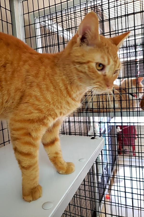 These Stockton Based Felines Are Up For Adoption And In Need Of A