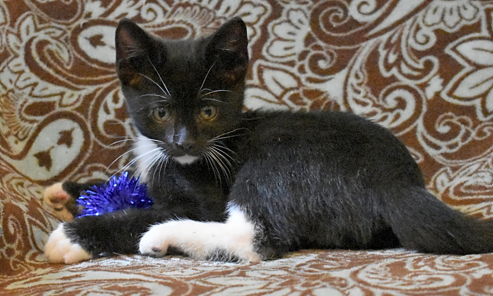 Kittens in Tulsa looking for their fur-ever homes