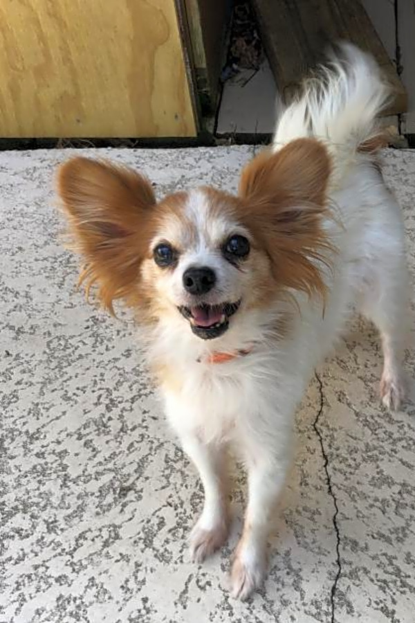 Papillon pals rescue hotsell