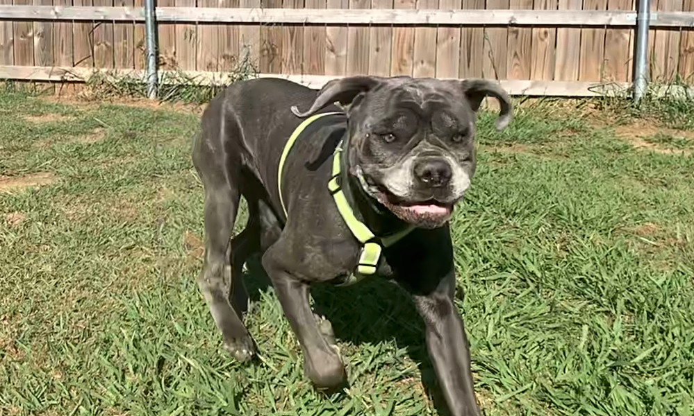 Want To Adopt A Pet Here Are 7 Delightful Dogs Ready For