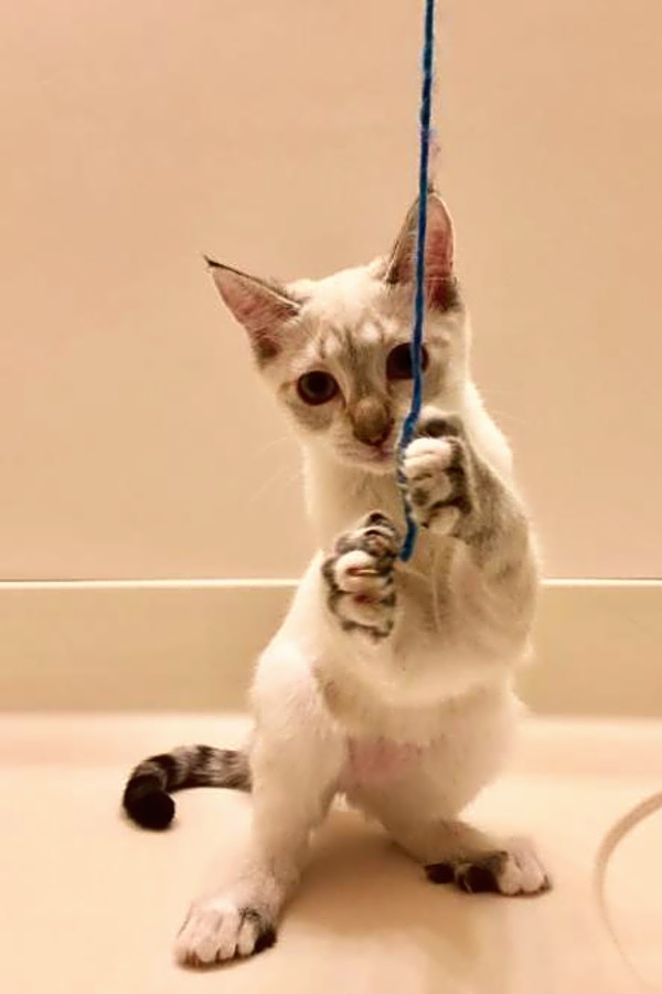 These Austin Based Cats Are Up For Adoption And In Need Of A Good