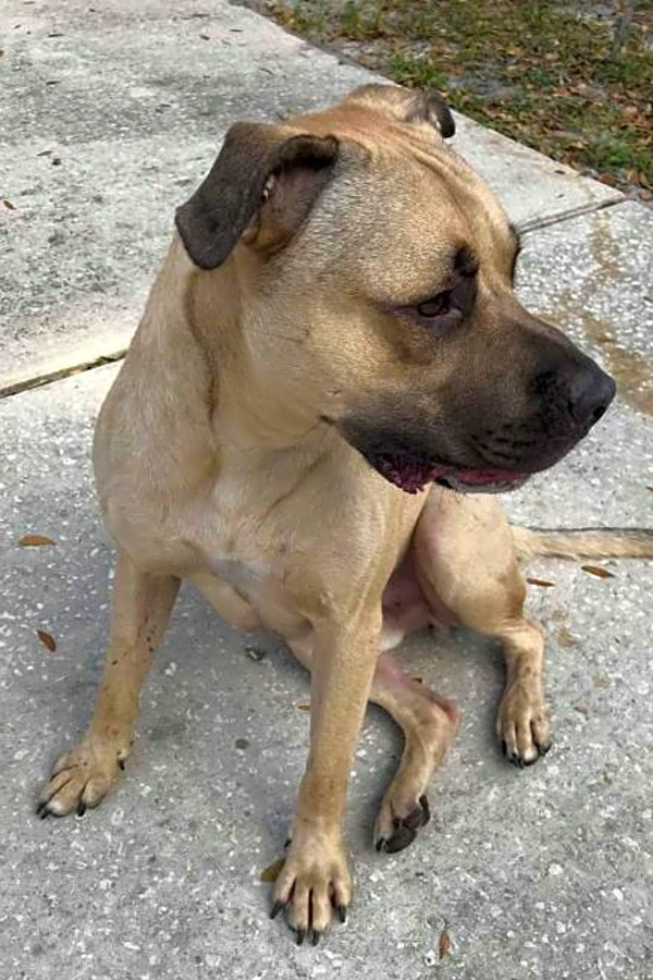 American staffordshire terrier bullmastiff mix sales