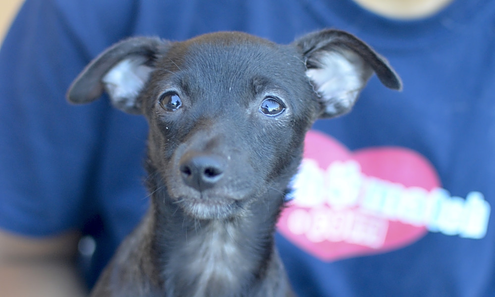 dachshund mix puppies near me