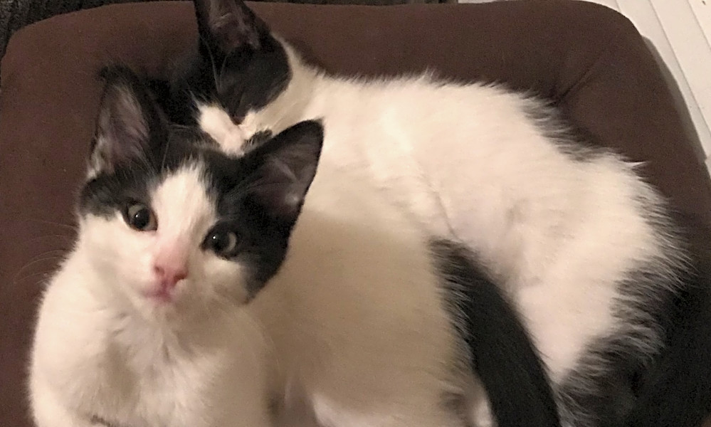 Kittens In Los Angeles Looking For Their Fur Ever Homes Hoodline