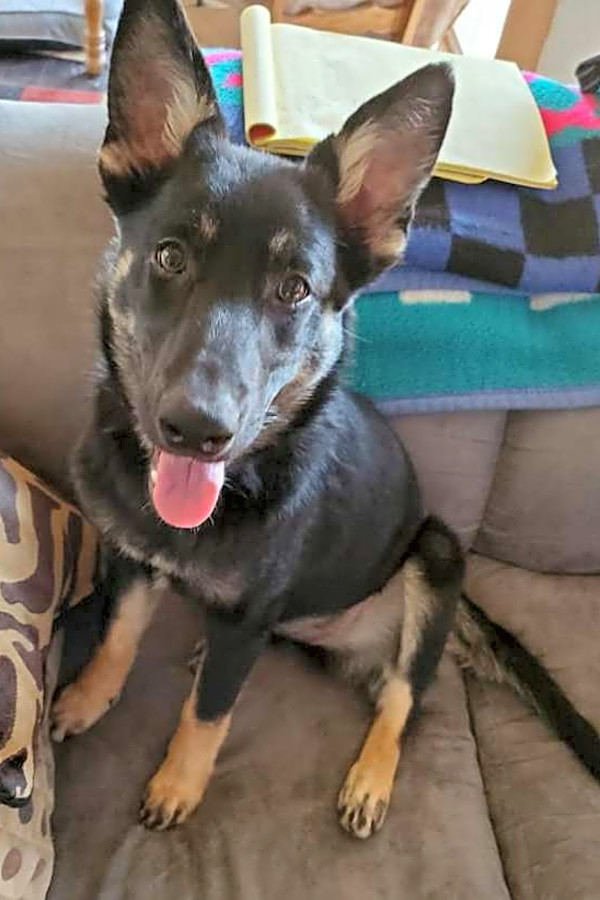 belgian shepherd for adoption