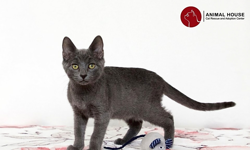 Want To Adopt A Pet Here Are 7 Fluffy Felines To Adopt Now In St