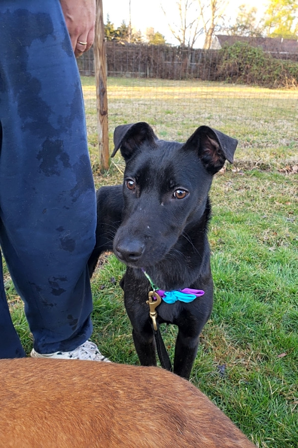These Baltimore-based pups are up for adoption and in need of a good