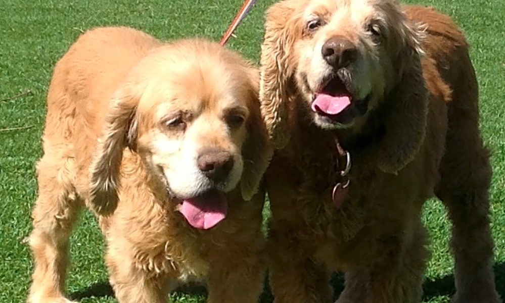 Cocker Spaniel Puppies Home Facebook