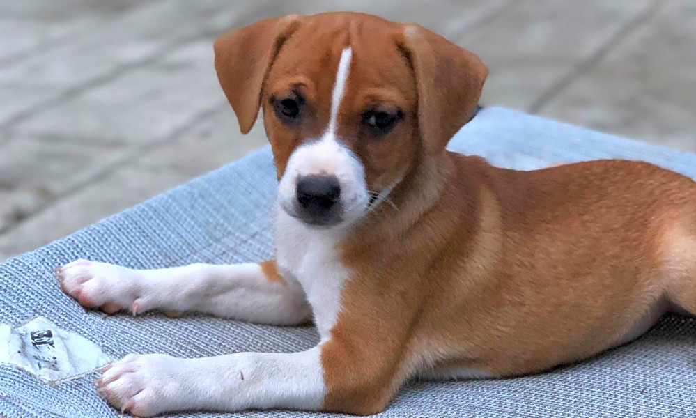 Mountain feist beagle mix sales