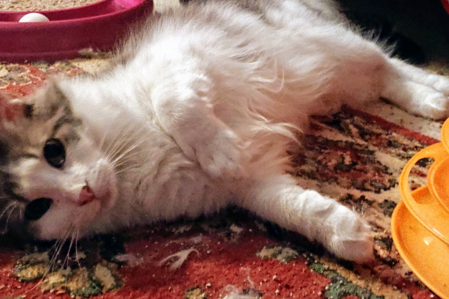 Cuteness Overload 6 Lovable Kitties To Adopt Now In Indianapolis Hoodline