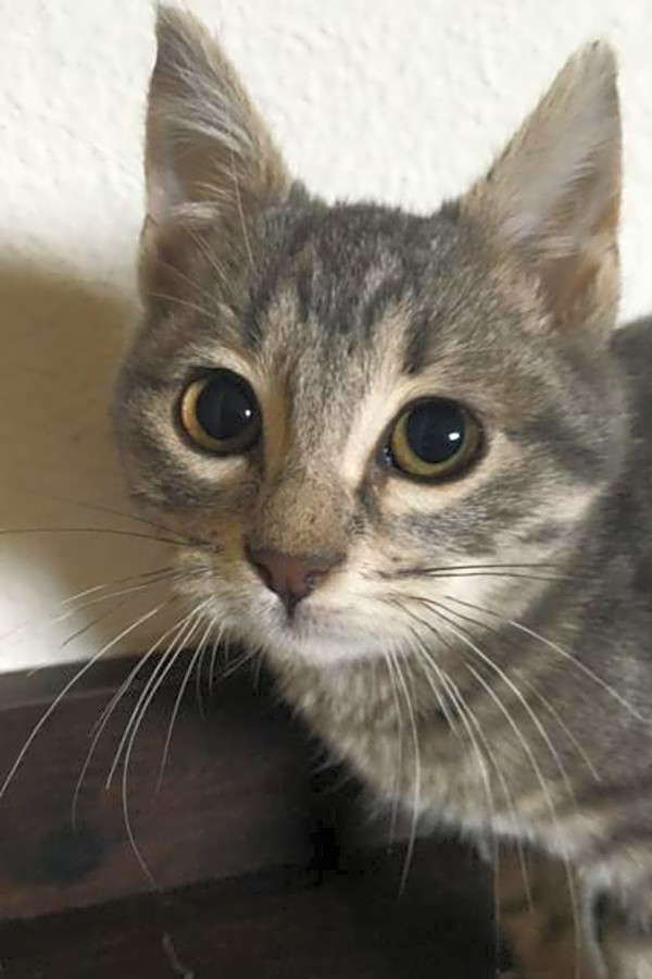 Looking To Adopt A Pet Here Are 5 Cuddly Kittens Available Now In