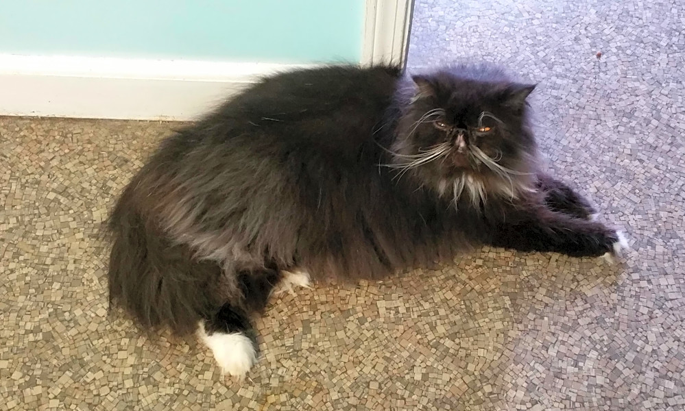 Looking To Adopt A Pet Here Are 7 Cute Kitties To Adopt Now In