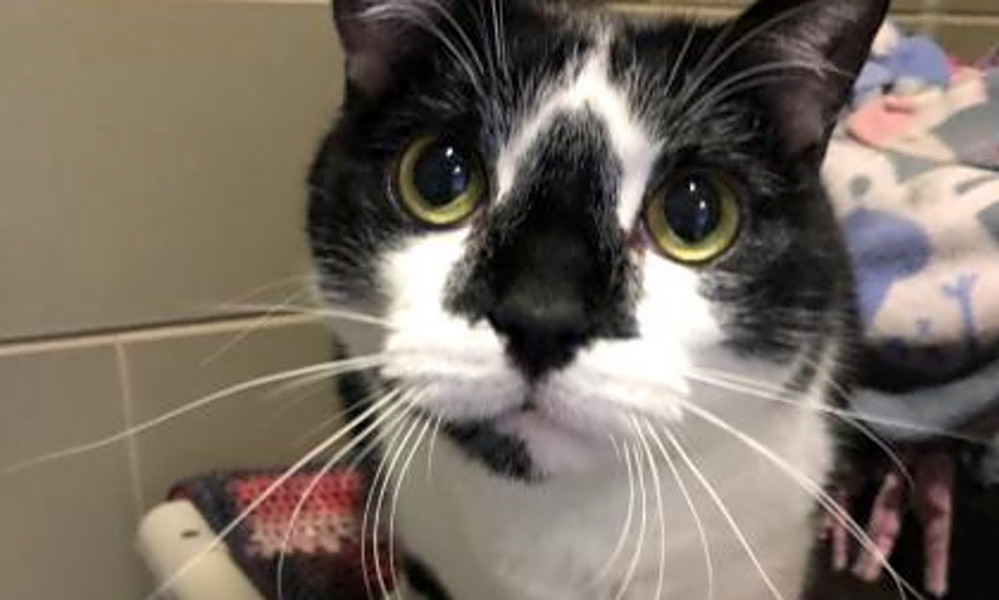 Want To Adopt A Pet Here Are 4 Furry Felines To Adopt Now In