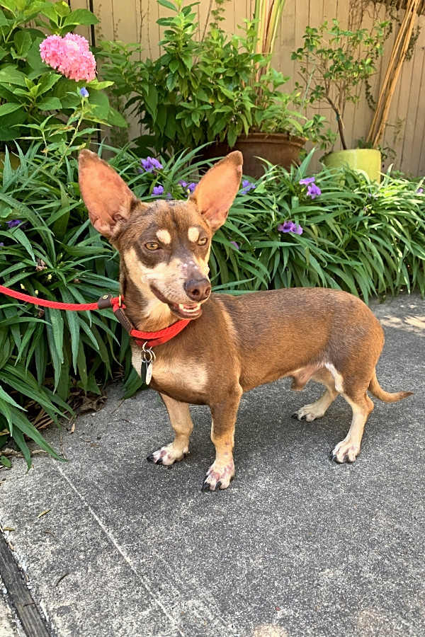 Corgi pinscher mix online