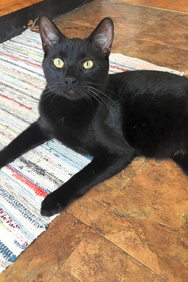 6 Cute Kitties To Adopt Now In Chicago Hoodline