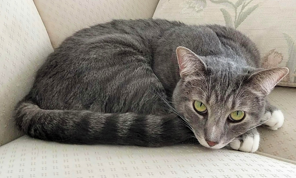 Looking To Adopt A Pet Here Are 7 Cute Kitties To Adopt Now In