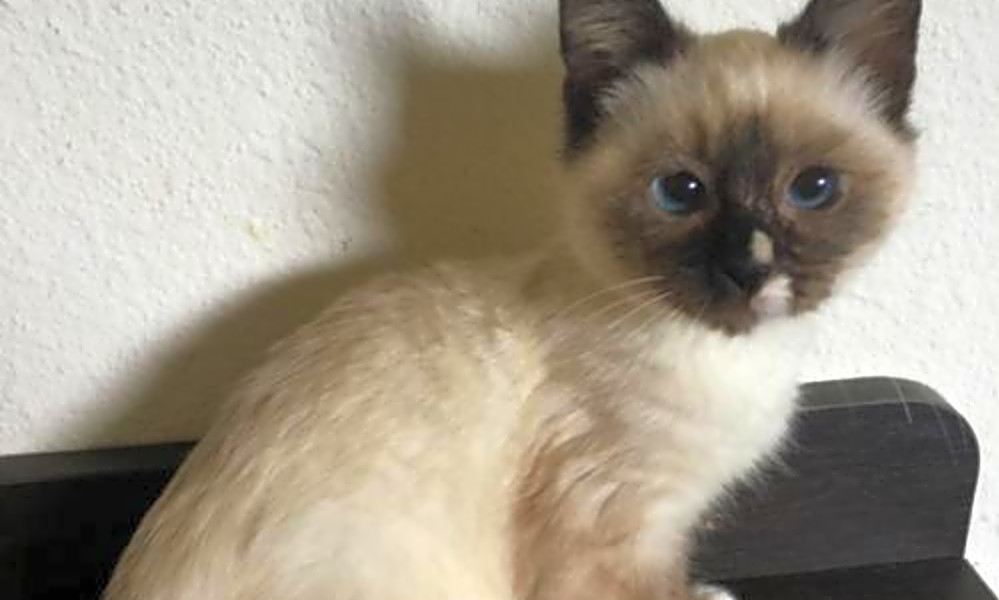 Looking To Adopt A Pet Here Are 5 Cuddly Kittens Available Now In