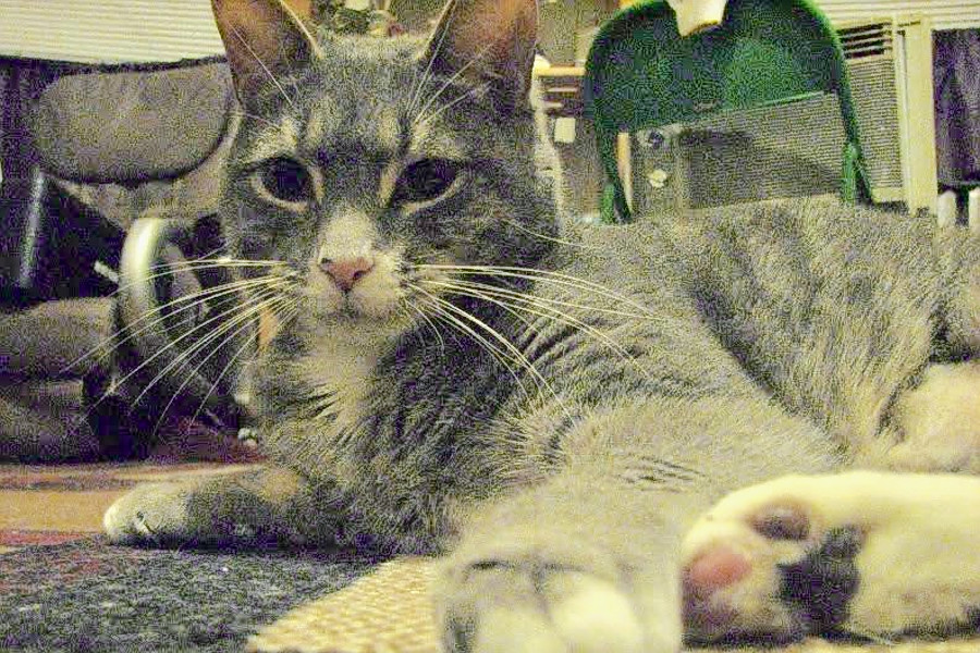 Cats In New York City Looking For Their Furr Ever Homes Hoodline