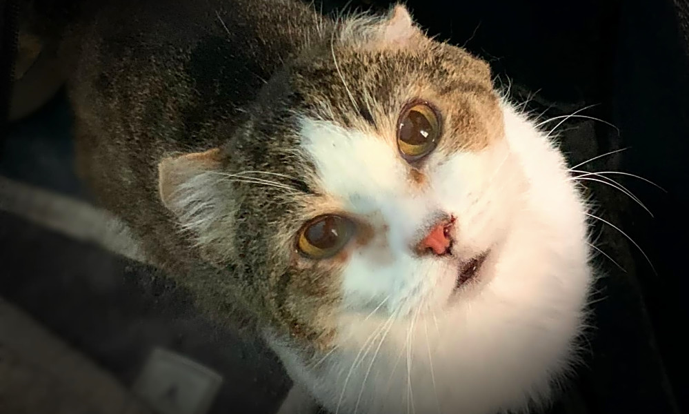 Want To Adopt A Pet Here Are 7 Charming Cats To Adopt Now In