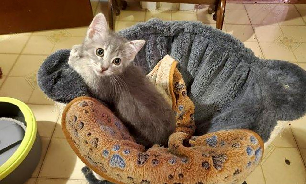 Want To Adopt A Pet Here Are 7 Fluffy Felines To Adopt Now In St