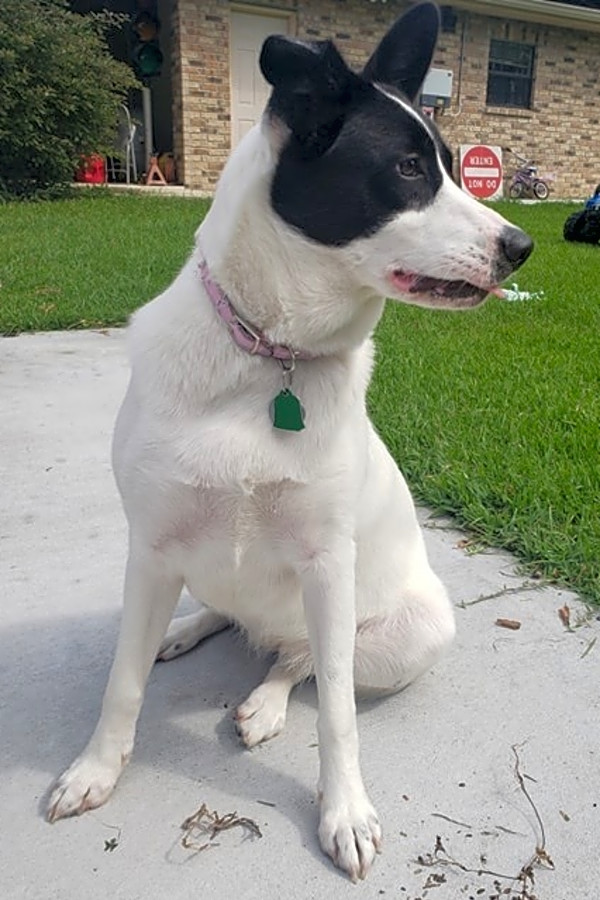 Looking to adopt a pet Here are 6 precious puppies to adopt now in