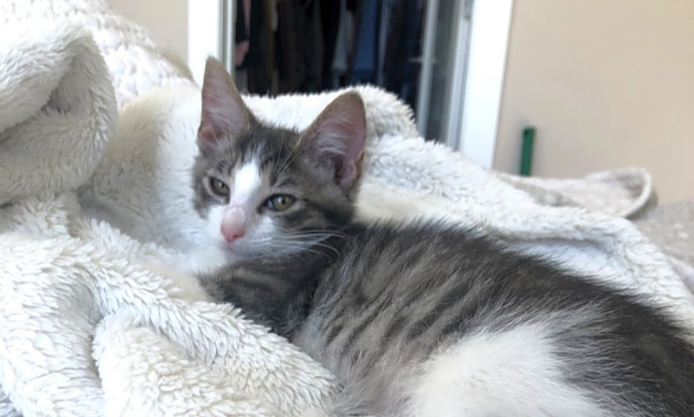 These Philadelphia Based Kittens Are Up For Adoption And In Need