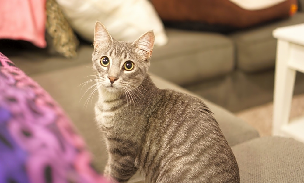 5 Cute As Can Be Kittens To Adopt Now In Charlotte Hoodline