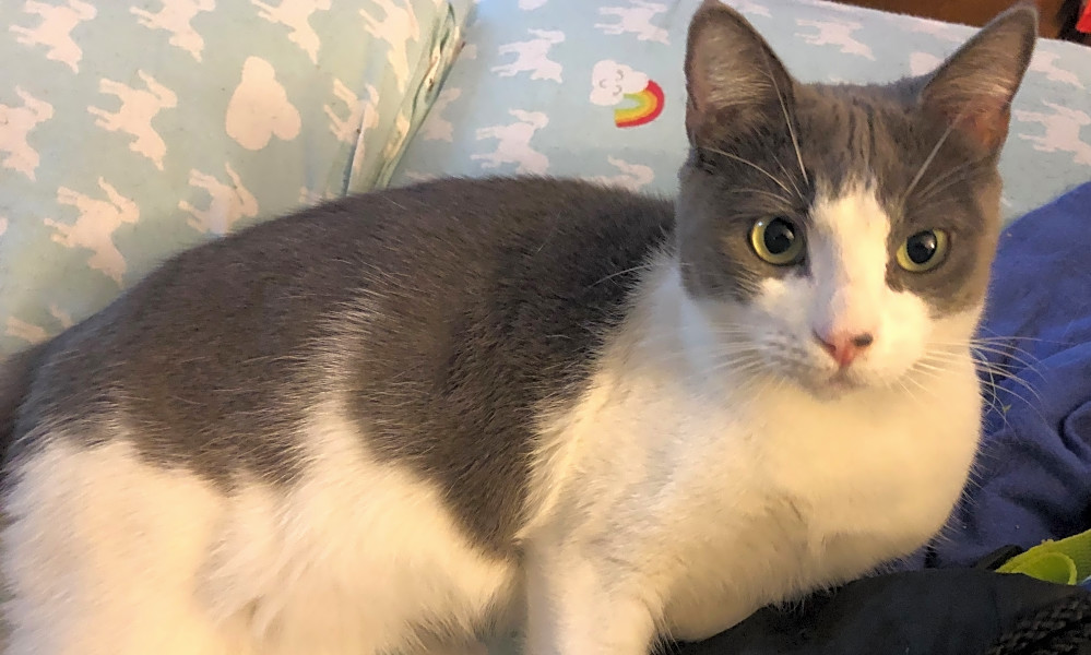 These Anaheim Based Felines Are Up For Adoption And In Need Of A